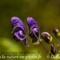 Aconit Napel (Aconitum napellus subsp. vulgare - FABL4)