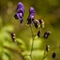 Aconit Napel (Aconitum napellus subsp. vulgare - FABL3)