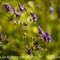 Aconit Napel (Aconitum napellus subsp. vulgare - FABL1)