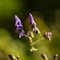 Aconit Napel (Aconitum napellus subsp. vulgare - FABL2)