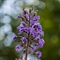 Laiteron des Alpes ( Lactuca alpina -FABL2 )