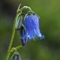 Campanule barbue ( Campanula barbata - FABL1 )