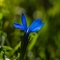 Gentiane à feuilles courtes ( Gentiana brachyphylla -FABL3 )