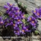 Linaire des Alpes ( Linaria alpina subsp. alpina - FABL1 )