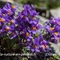 Linaire des Alpes ( Linaria alpina subsp. alpina - FABL2 )