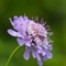 Knautie des champs ( Knautia arvensis - FABL1 )