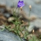 Campanule à grosses racines ( Campanula rotundifolia subsp. macrorhiza - FABL2 )