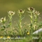 Cirse très épineux ( Cirsium spinosissimum - FAV1 )