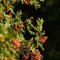 Sorbier des Oiseleurs (Sorbus aucuparia- FAV2 )