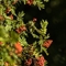 Sorbier des Oiseleurs (Sorbus aucuparia- FAV2 )