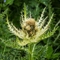 Cirse très épineux ( Cirsium spinosissimum - FAV2 )