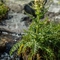 Cirse très épineux ( Cirsium spinosissimum - FAV3 )