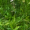 Epipactis des Marais ( Epipactis palustris - OA2 )