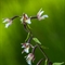 Epipactis des Marais ( Epipactis palustris- OA3 )