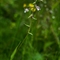 Epipactis des Marais ( Epipactis palustris - OA5 )
