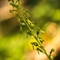 Grande Listère ( Neottia ovata - Listera ovata - OA3 )