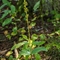 Grande Listère ( Neottia ovata - Listera ovata - OA5 )
