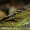 Salamandre Tachetée ( DV45 )