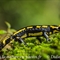 Salamandre Tachetée ( DV46 )