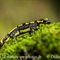 Salamandre Tachetée ( DV51 )