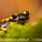 Salamandre Tachetée ( DV48 )