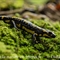 Salamandre Tachetée ( DV55 )