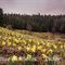 Praierie et Jonquilles...(PV8)