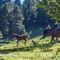 Chevaux en alpage....(PV47)