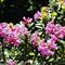 Rhododendrons (Ecrins)