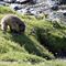 Marmotte,herbe grasse et petit dej...