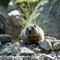 Marmotton à la découverte de son territoire...