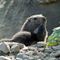 Tendresses...(marmotton et sa mere -Ecrins)