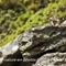 Marmotte (Savoie - AM7)