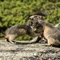 Marmotte (Alpes - AM18)
