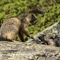 Marmotte (AM22)