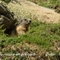 Marmotte (AM28)
