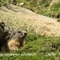 Marmotte (AM39)