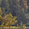 Grand Corbeau ( OAL 15)