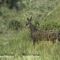 Eterlou (jeune chamois - Ecrins)