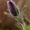 Anémone Pulsatille (Anemone pulsatilla - DF11)