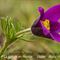 Anémone Pulsatille (Anemone pulsatilla - Flore de L'Aveyron) DF13)