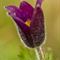 Anémone Pulsatille (Anemone pulsatilla - DF12)