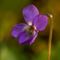 Violette Odorante (Viola odorata - Aveyron - DF33)