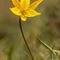 Tulipe Australe (Tulipa sylvestris subsp.australis - Flore de L'Aveyron - DF9)