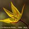 Tulipe Australe (Tulipa sylvestris subsp.australis - DF10)