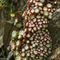 Joubarbe à toile d'araignée (Sempervivum arachnoideum - Aveyron - DF19)