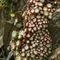 Joubarbe à toile d'araignée (Sempervivum arachnoideum - Aveyron - DF19)