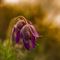 Anémone Pulsatille (Anemone pulsatilla - Aveyron - DF2)