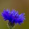 Bleuet des champs (Centaurea cyanus - Aveyron - DF30)