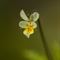 Pensée Sauvage ( Viola tricolor- Aveyron - DF5)